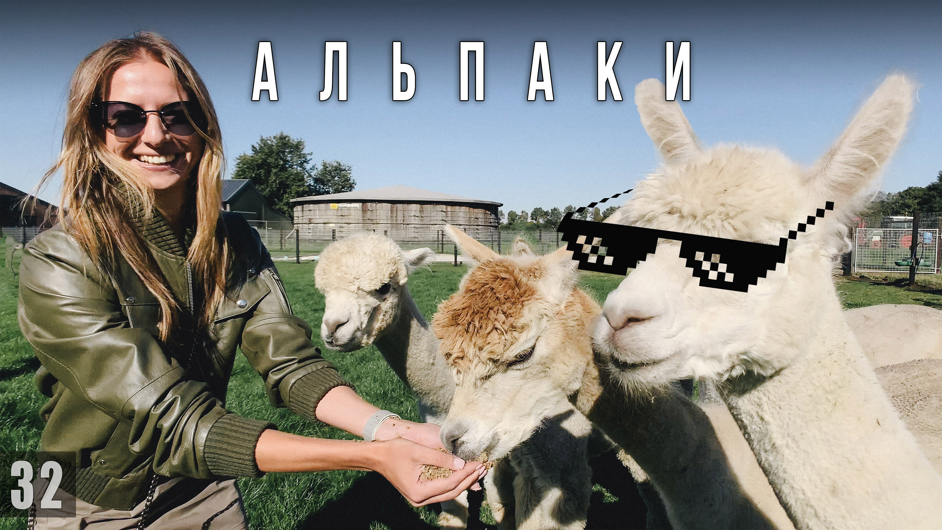 Путешествие по Нидерландам. Альпака ферма.